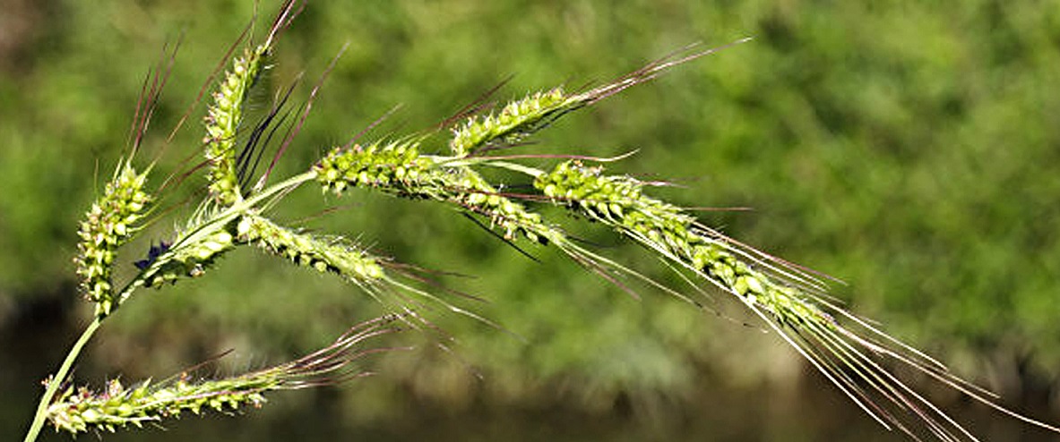 SYNGENTA (RI)LANCIA IL RIFIT