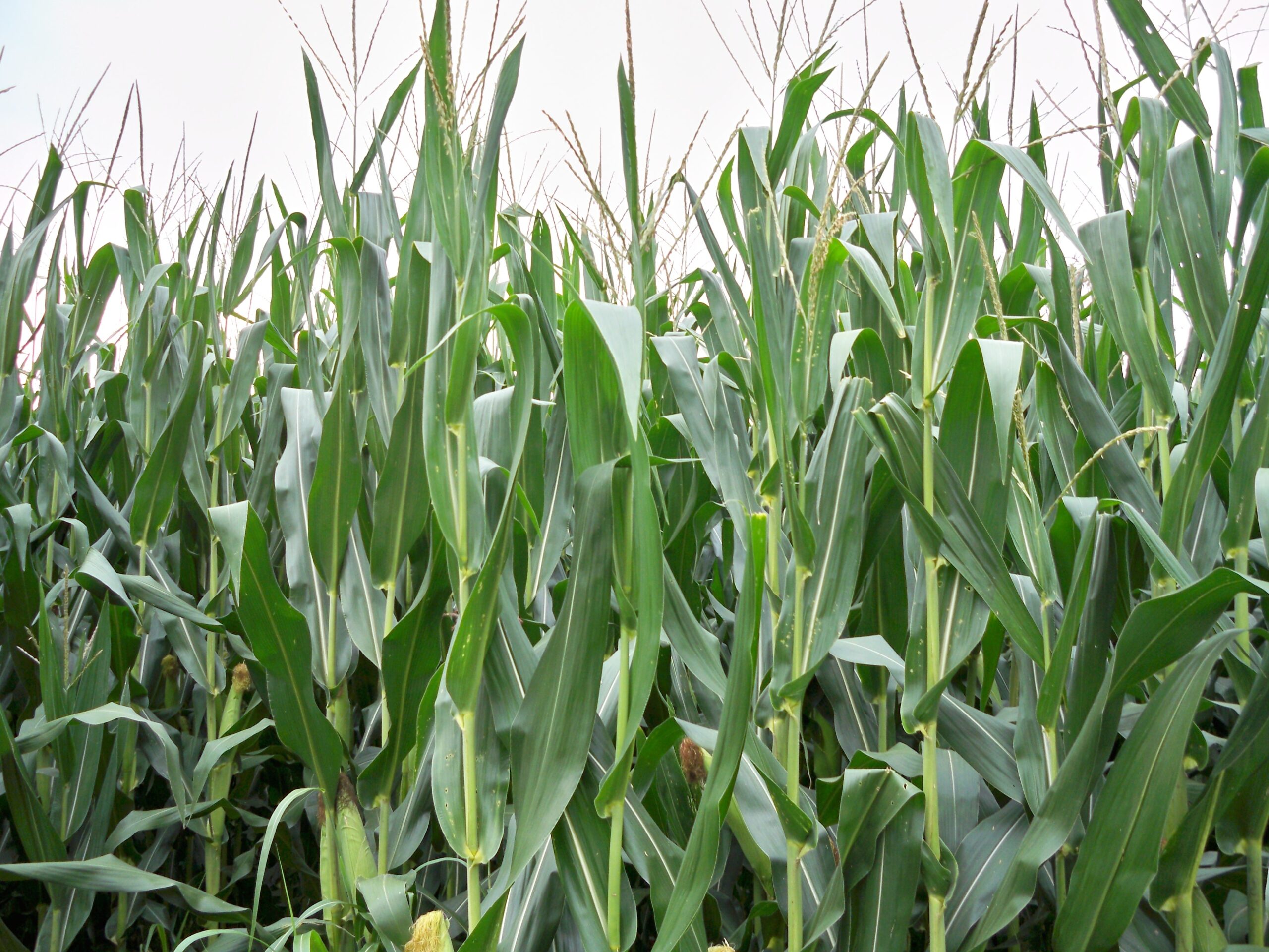 rese mais