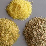 oryza-glaberrima-riso-africano