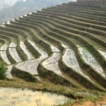 RISAIE-TERRAZZE-CAMBOGIA-VIETNAM