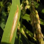 PYRICULARIA