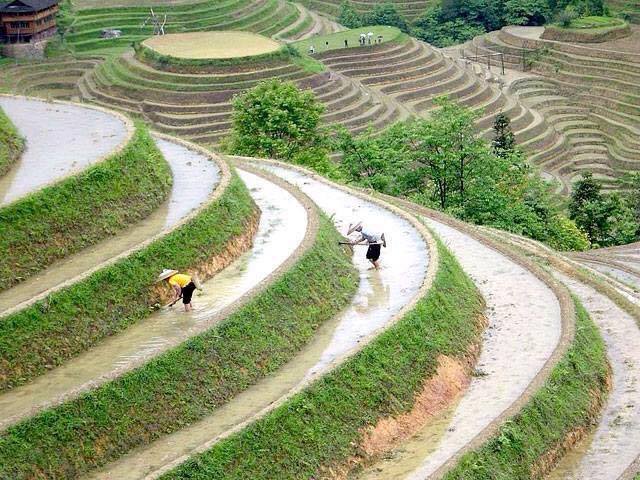 IN VIETNAM IL RISO NASCE DAL CEMENTO