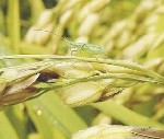 Trigonotylus-MACCHIA