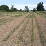 agricola2000-mais