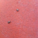 curculionide