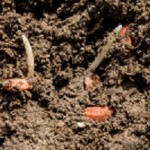soleCLgerminazione-PICCOLA