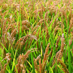 campo riso