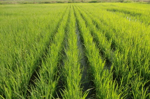 biosarasso4