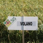 volano-sis
