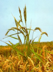 Foto_crodo