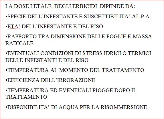 articolo 10
