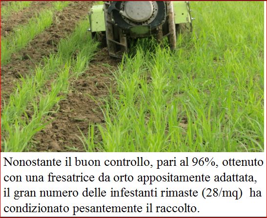 articolo 7