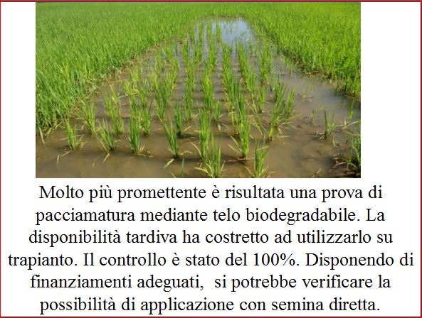 articolo 8