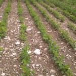 soia2dupont
