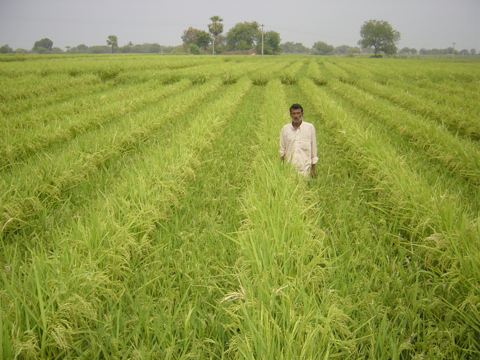 L’INDIA VUOL RADDOPPIARE I REDDITI DEI RISICOLTORI