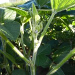 Soybean bis