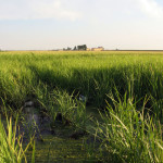 isola2617_bis
