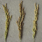 nemesi-carnaroli-santandrea