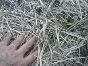 veccia-06-02-16-foto-2