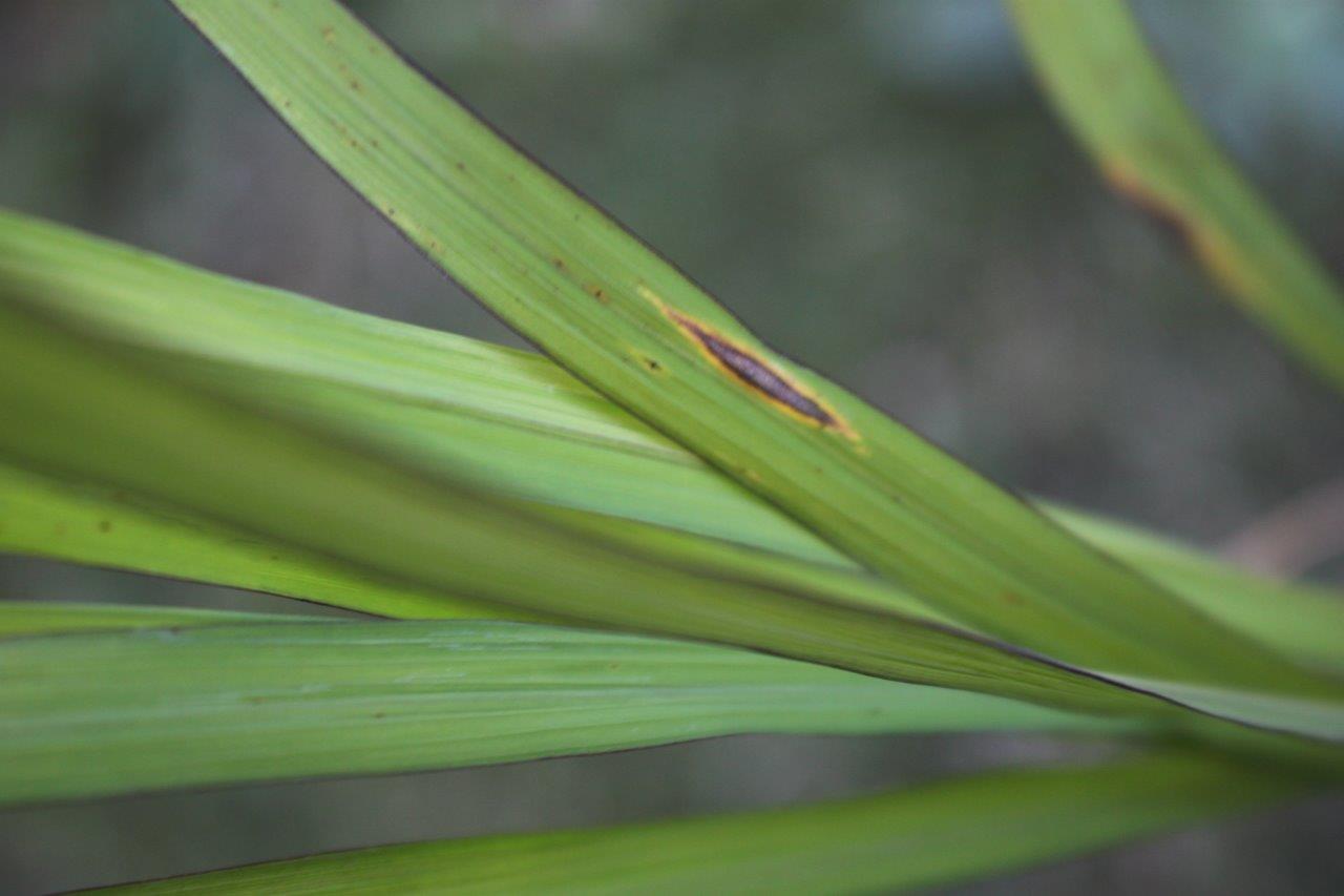 PEGGIORA IL RISCHIO BRUSONE