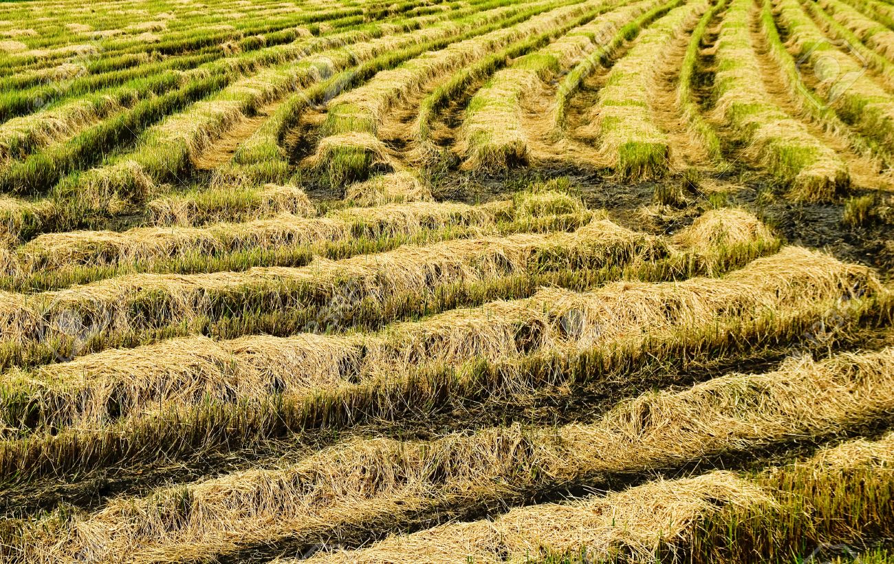 AGROPIRATERIA TRA RISI ASIATICI