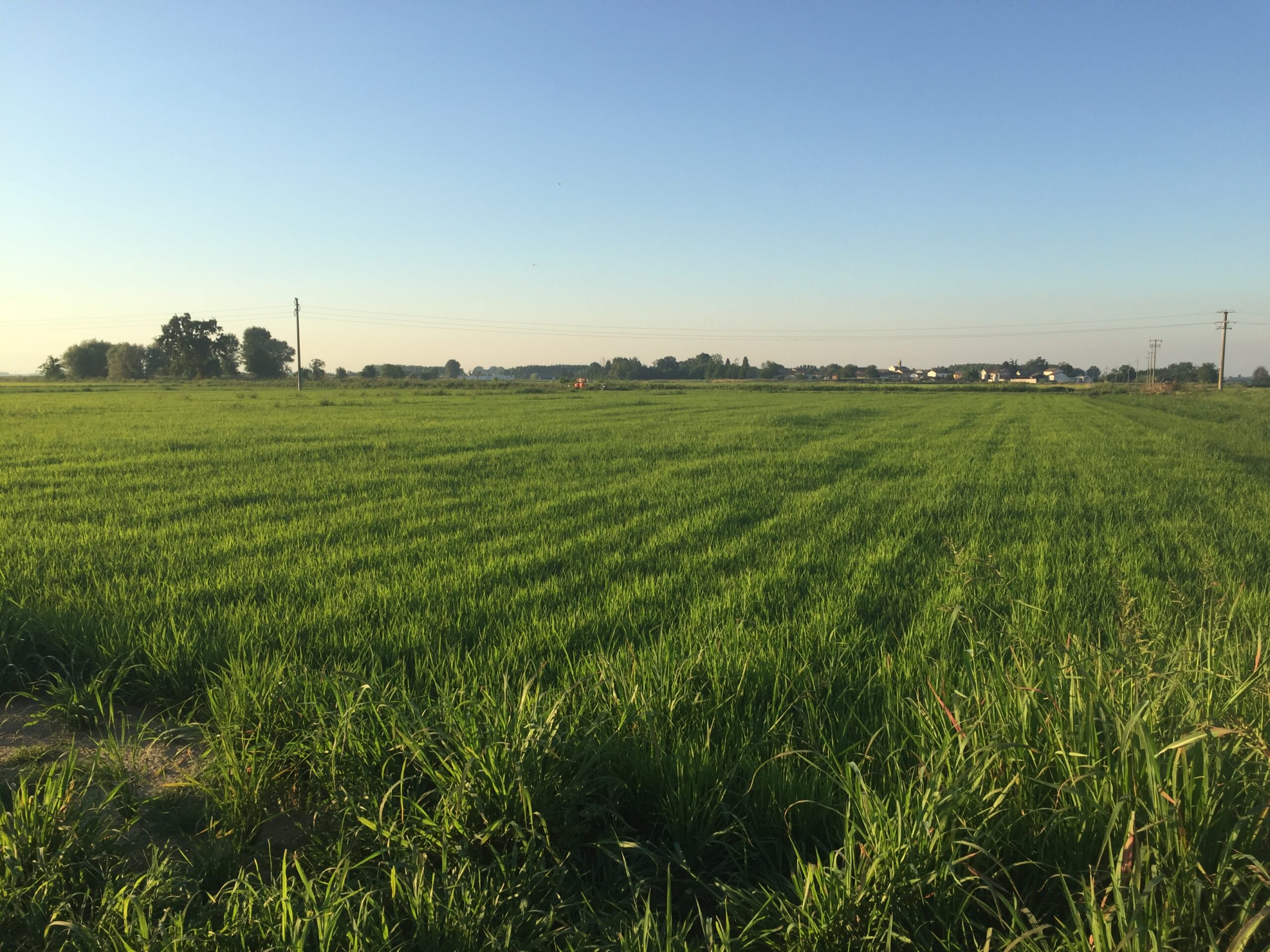 azienda risicola