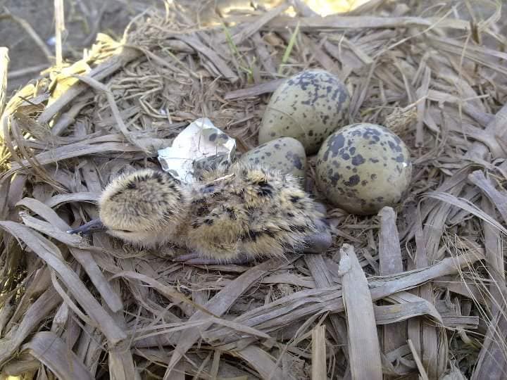 uccelli