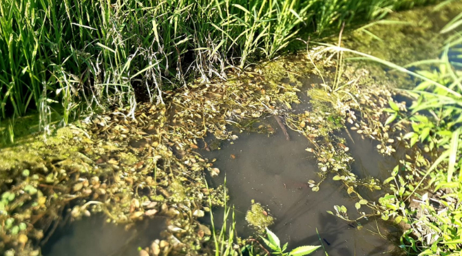 Ludwigia peploides