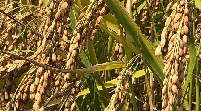 Commercio mondiale di riso