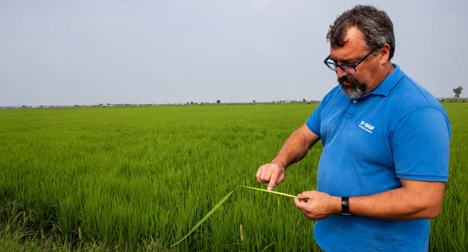 agro rice basf sobrero