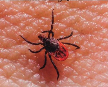 Leptospirosi