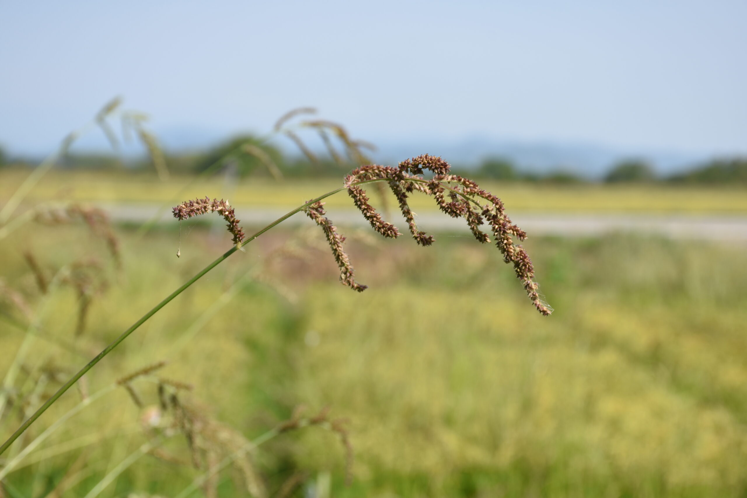 Echinochloa in Rice