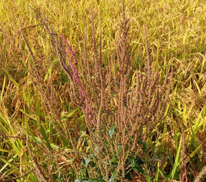 Amaranthus