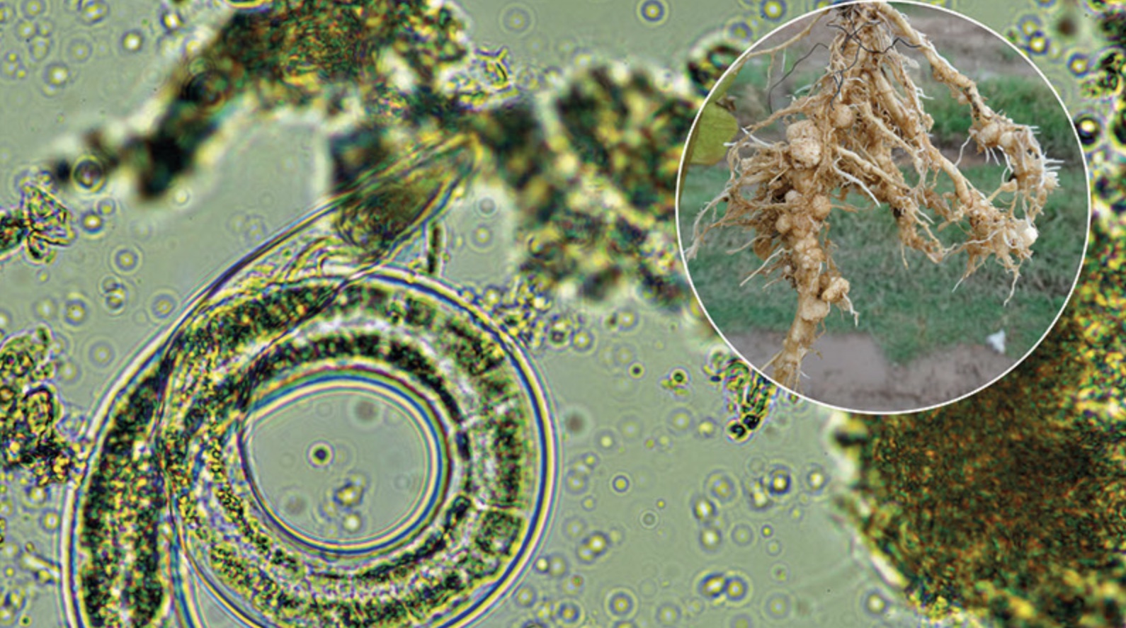 nematodi