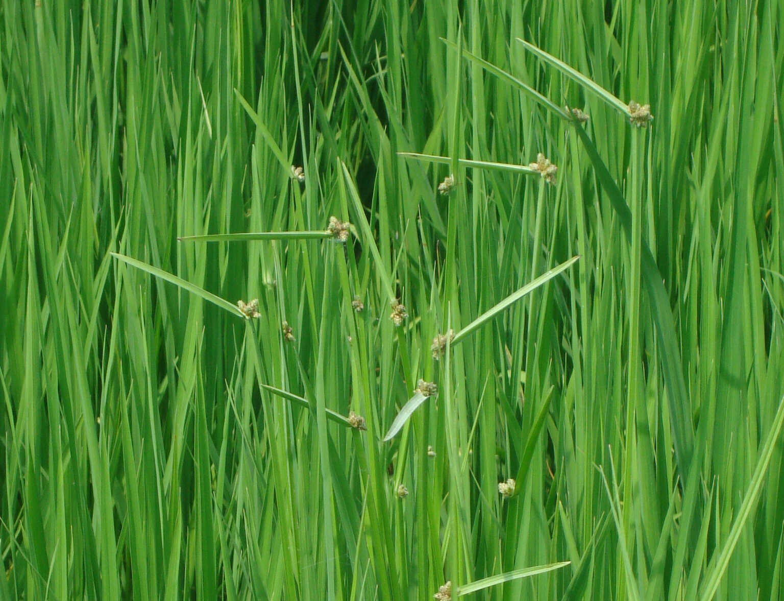 Devrinol