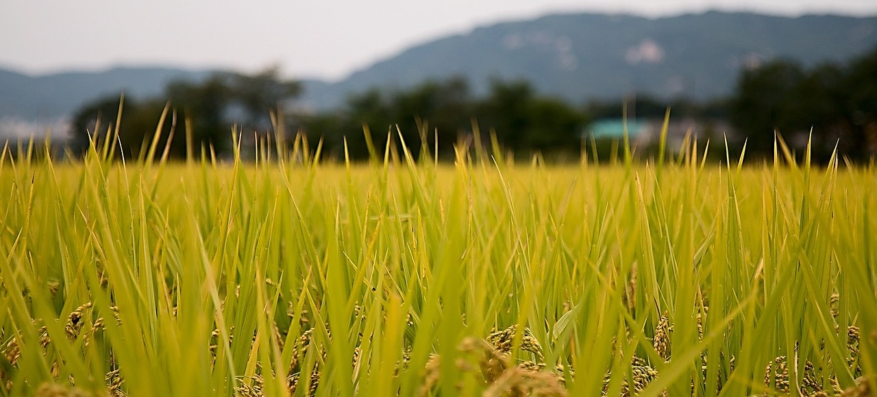 progetto RiceSmart