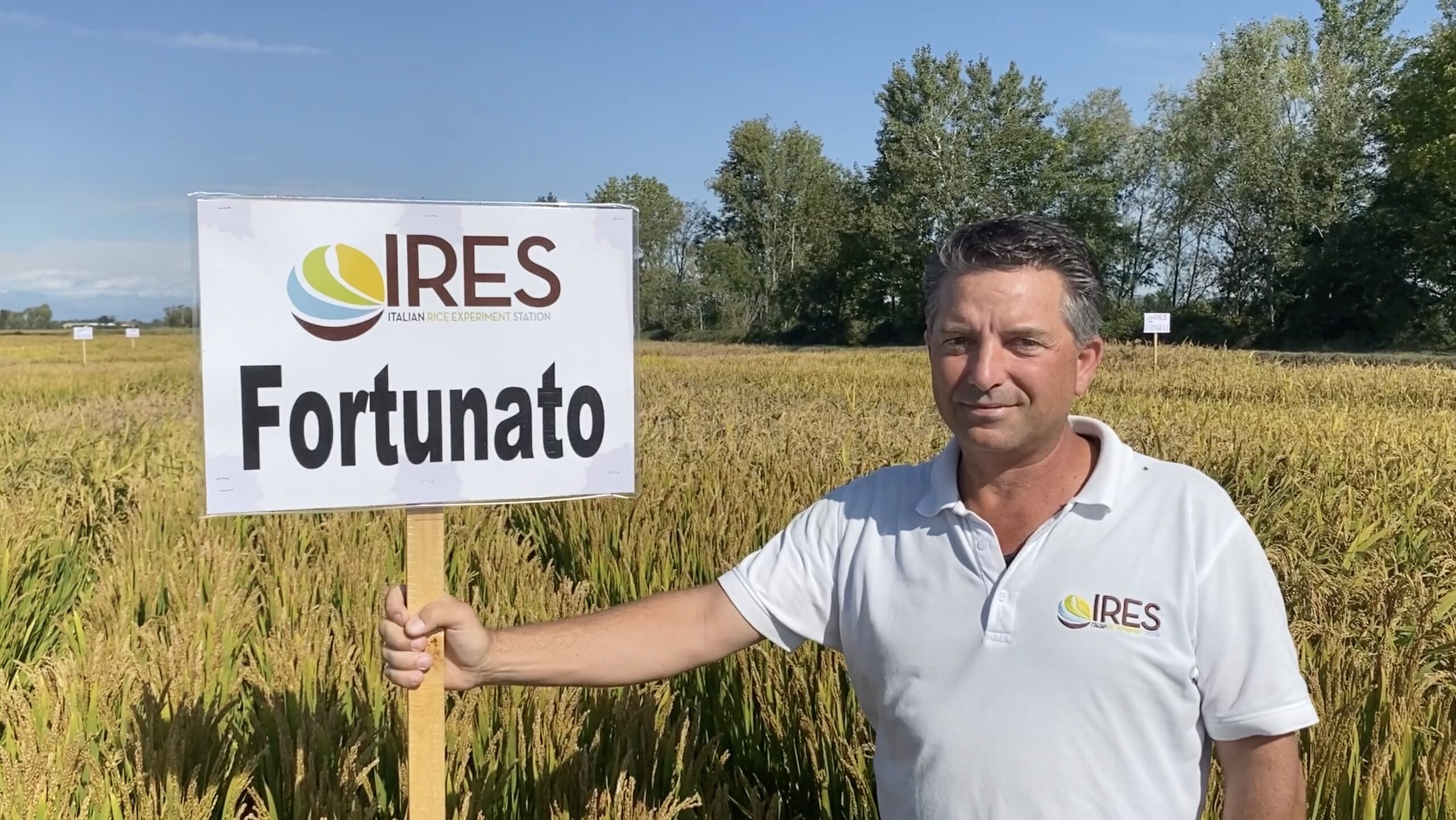 brusone