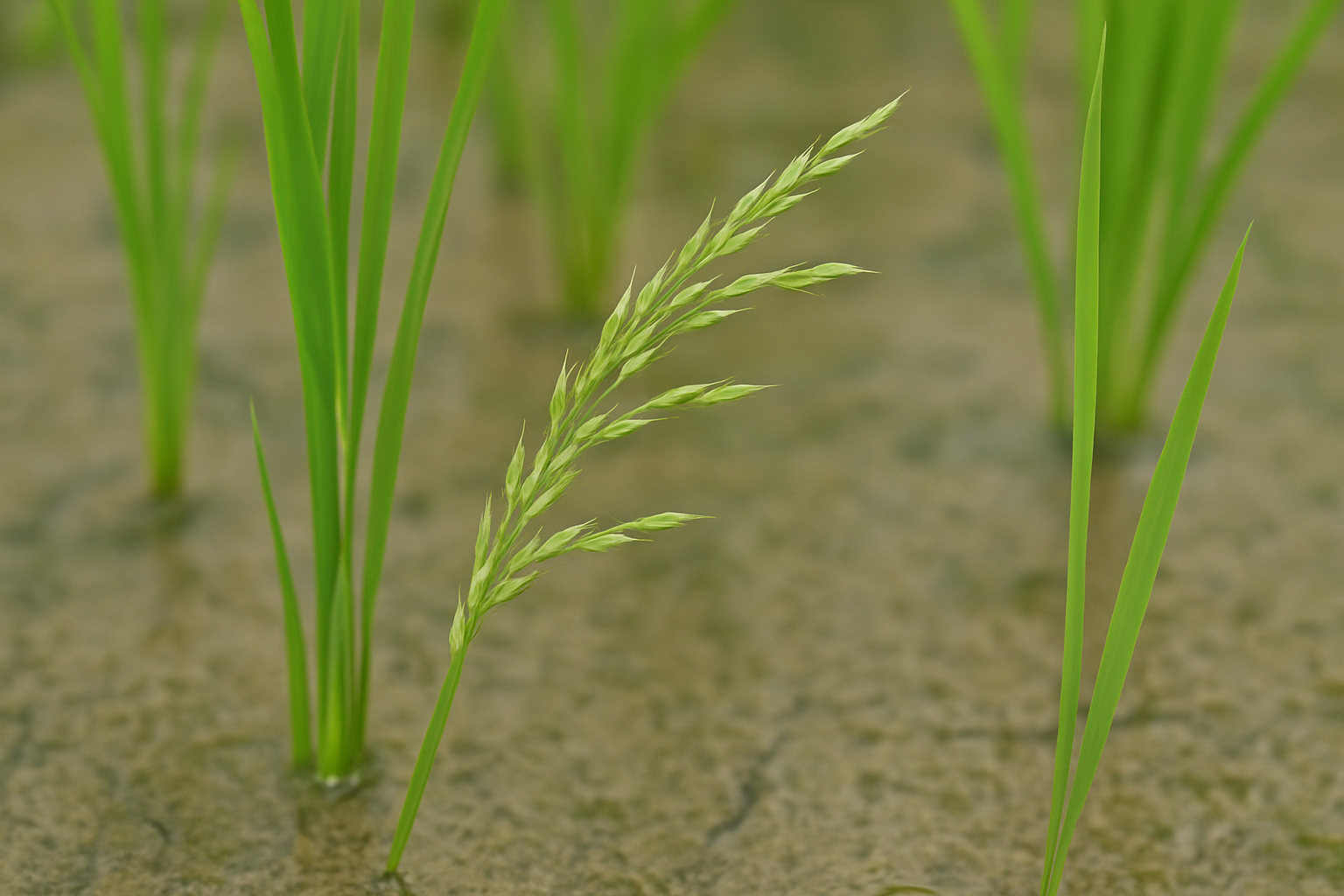 Leersia